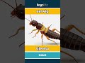 earwig - tijereta video thumbnail