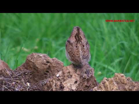 Torcecuello ( Jynx torquilla ) Wryneck