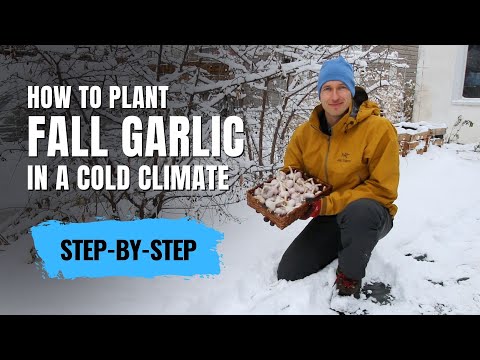, title : 'Planting Fall Hardneck Garlic in a Cold Climate [Step-by-Step Instructions]'