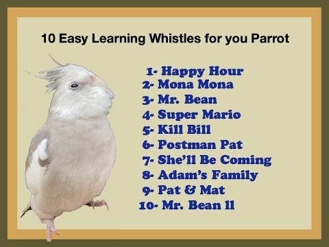 Whistle for your Parrot, Cockatiel. Silbidos facials de aprender para tu Loro /Cacatua