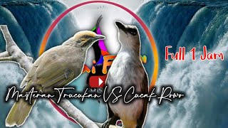 Download lagu Masteran ropel Trucukan VS Cucak Rowo, ropel panjang, gacor, full isian cucak rowo mp3 Download lagu Masteran ropel Trucukan VS Cucak Rowo, ropel panjang, gacor, full isian cucak rowo mp3