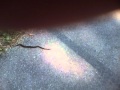 IMG 0000