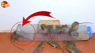 Download lagu Ide perangkap tikus sederhana dari wire mesh / Cara membuat perangkap tikus sederhana mp3