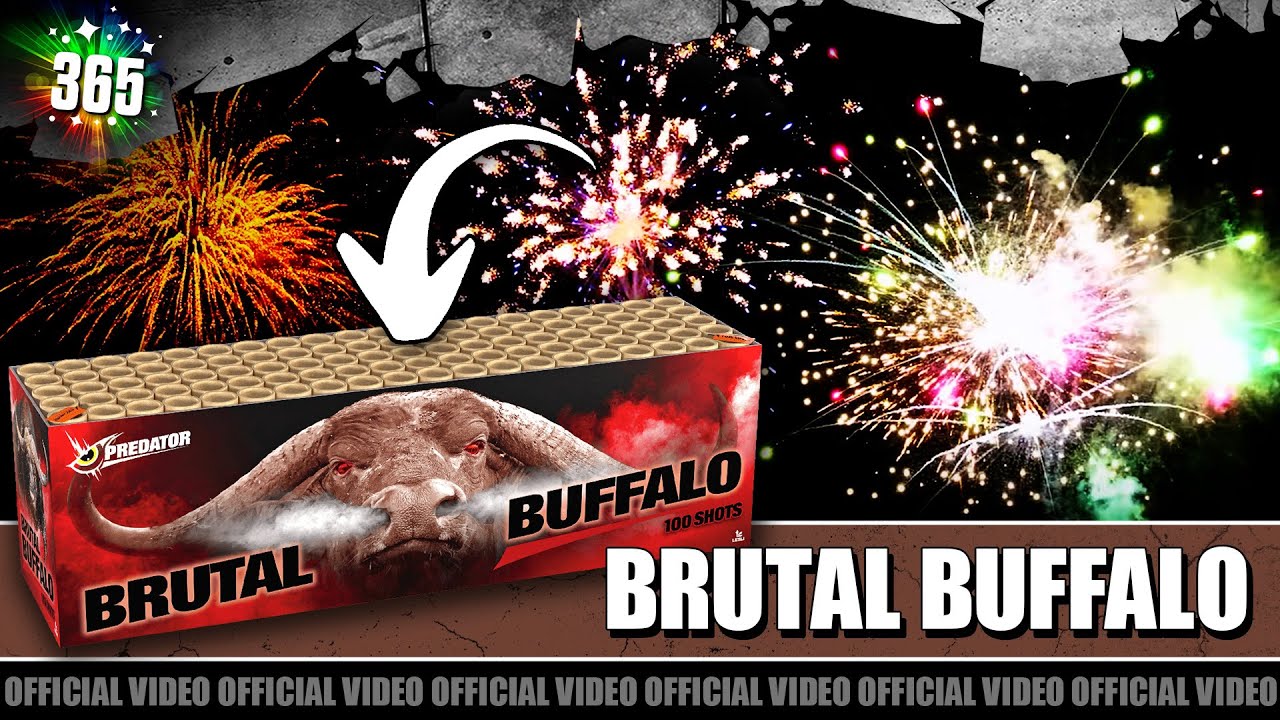 Video Brutal Buffalo