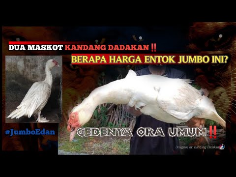 Mau Heran Tapi Ini Jumbo! Berapa Harga Entok Jumbo Yang Ada Di Kandang Dadakan Malang⁉️ [Part 1/2]