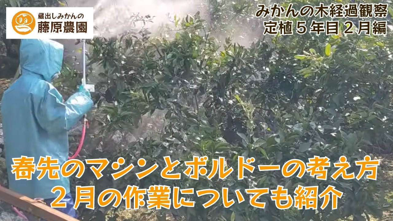 みかん成長観察2026年2月編