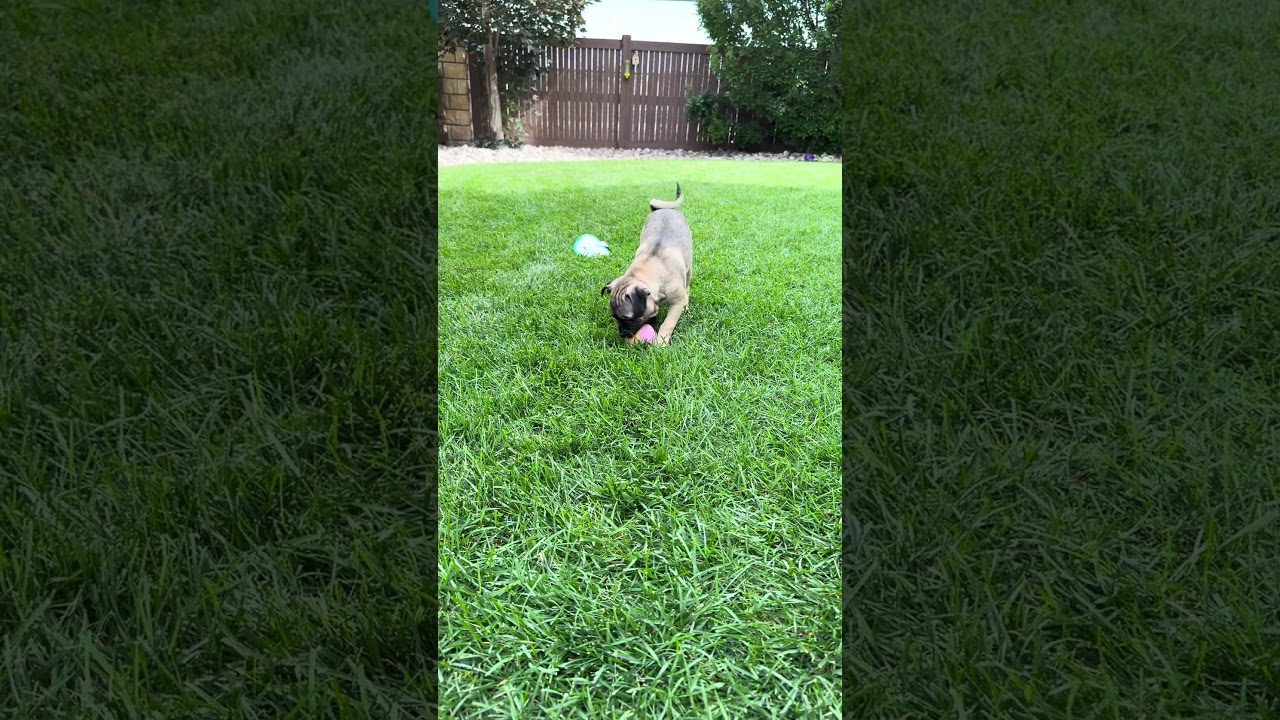Enlarge Sable, a Adoptable mixed breed in Fort Collins, CO video 4/6
