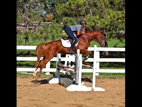 Blaize WF 2012, by Belissimo M - Hunter and Dressage propsect