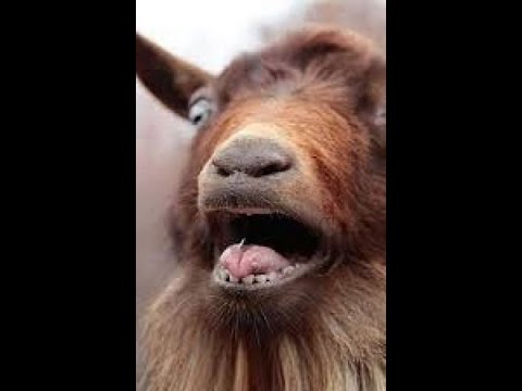 Angry goat street fighter best compilation