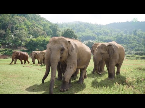 Elephant Nature Park The Sanctuary For Elephant - ElephantNews