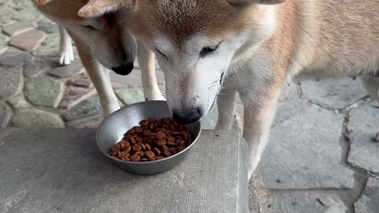 おかんのご飯待ち柴犬