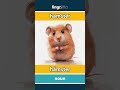 hamster - hámster video thumbnail