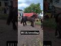 Horse Breeding