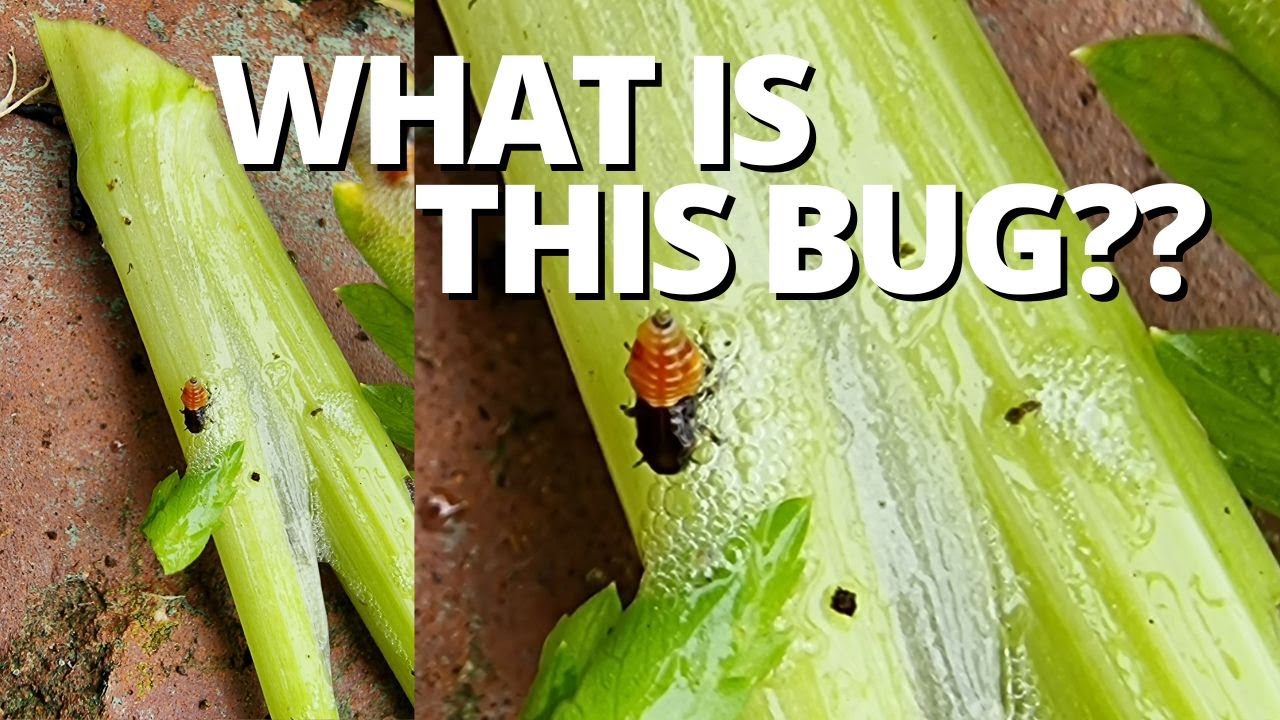 What's this bug??  Friend or Foe in the Garden?  #shorts