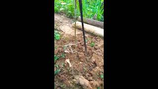 Download lagu Testimoni pengaplikasian Pupuk Eko farming pada tanaman Durian unggul.. mp3 Download lagu Testimoni pengaplikasian Pupuk Eko farming pada tanaman Durian unggul.. mp3