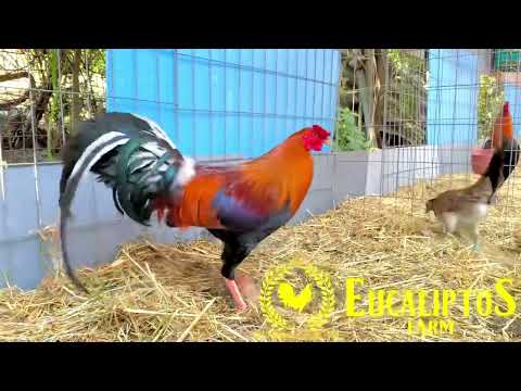 Semental Sweater 5000