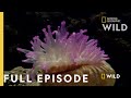 Survival of the Weirdest (Full Episode) | World's Weirdest