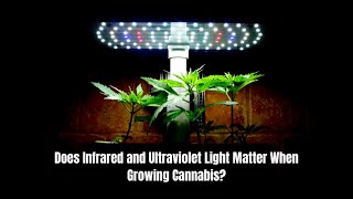 Does Infrared and Ultraviolet Light Matter When Growing Cannabis?
