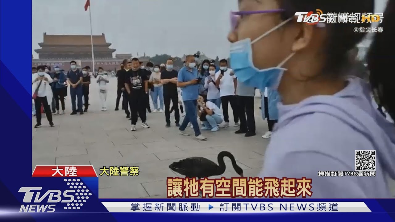 天安門「突降黑天鵝」引圍觀 陸網友熱議