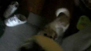 ATTACK OF JELLY BEAN