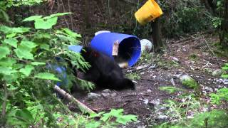 2013  NB bear at Big Norms, Hoof & Paw