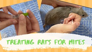 Treating Rats for Mites VLOG