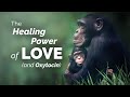 CARTA The Healing Power Of Love The Oxytocin Hypothesis
