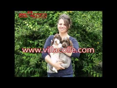 Allevamento Cocker Spaniel Inglese Veneto Villa Villacolle