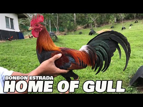 Home Of Gull Big Farm In The Philippines - Bonbon Estrada Battlecity Farm