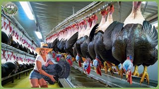 How Millions of Turkeys Are Processed - Incredible Turkey Farming & Pr