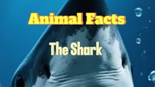 Shark Facts Extended