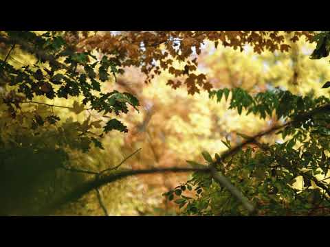 Summer forest sound for studying - ONE HOUR | Birds voices - Nature Sounds - Forest views