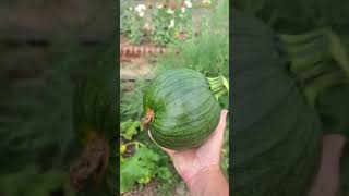 It was NOT Cucumber... and it's dying