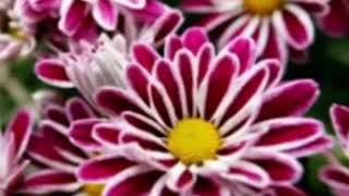 Khaleena Neshofak, Amr Diab.