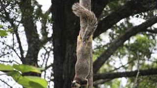 The Wailers-Walk The Proud Land (Studio Demo)