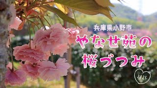 🌸やなせ苑の桜づつみ2025／兵庫県小野市