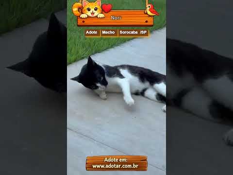 Vídeo de Nori