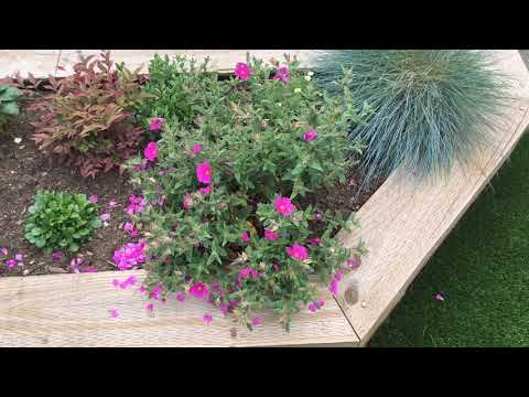 For one day only.    Cistus Pulverulentus Sunset Magenta Rock Rose - Each flower lasts one day