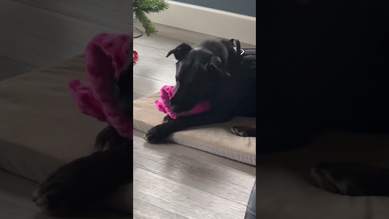 Enlarge Tanner, a Adoptable Black Labrador Retriever in Ramona, CA video 6/6