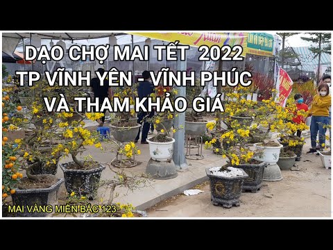 🔴 QBS2186 - Tham khảo giá mai vàng tại chợ mai tết thành phố vĩnh yên tỉnh vĩnh phúc || giao lưu mai