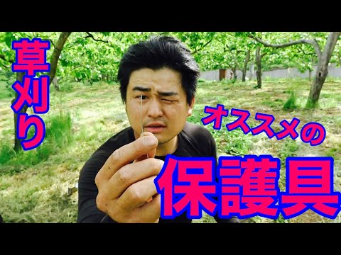 種の保護: 新しい草刈り技術が昆虫を保護