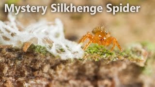 preview picture of video 'The Mystery Silkhenge Spider'