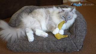 Non-Toxic Memory Foam Pet Bed - Brentwood Home Runyon Bed Unboxing Video