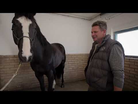 Minden napra lovaskultúra - A ló vásárlás szempontjai (11. rész)