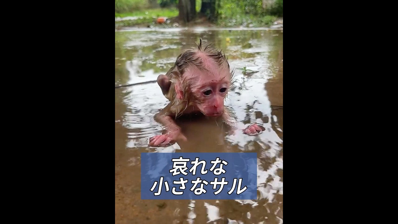 母親に捨てられた子ザルを救出する #animals #動物プロダクション