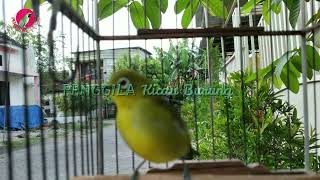 Download lagu Siulan KHAS PLECI ini mampu memancing PLECI NYAUT dan ikut GACOR mp3 Download lagu Siulan KHAS PLECI ini mampu memancing PLECI NYAUT dan ikut GACOR mp3