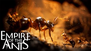 END OF THE WORLD 🐜🕷️ | Empire of the Ants — Cinematic Gameplay (No Commentary) | Part 8