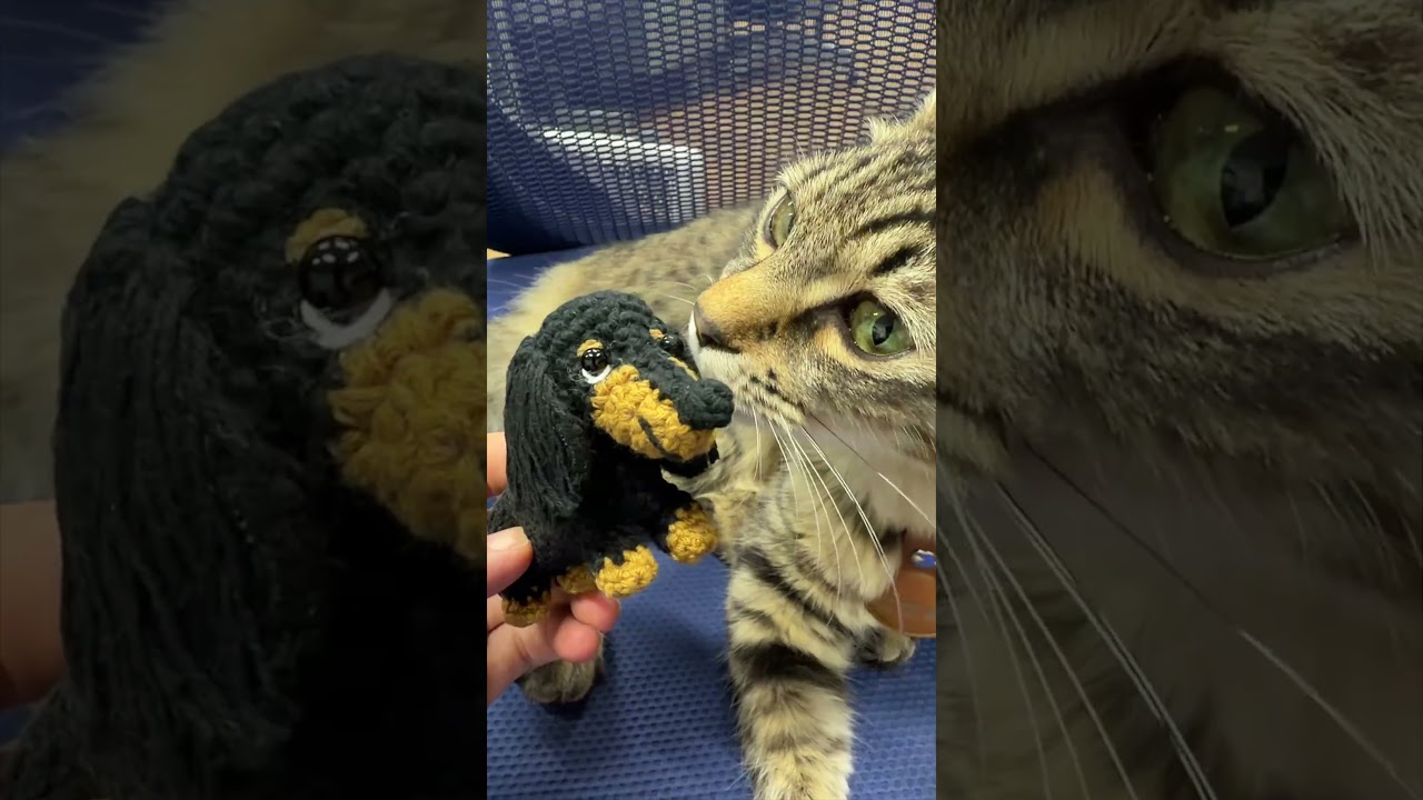 自分のぬいぐるみに興味津々のコテン