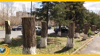«Ծեր են, կիսաչոր, տեղ-տեղ փտած, ամոթ է, որ էդտեղ մնան». Երևանի կենտրոնում նոր ծառեր են կտրվելու