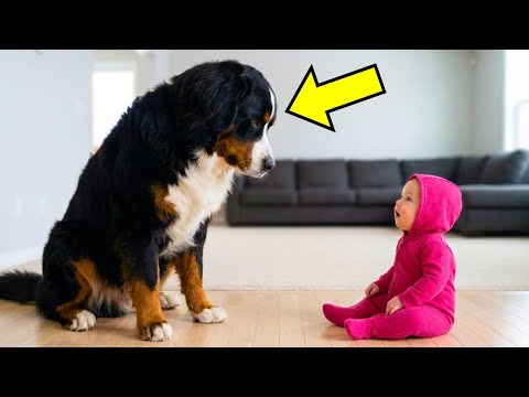 Baby versuchte, den riesigen Berner Sennenhund zu umarmen, aber was dann geschah, war unerwartet!!